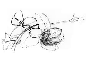 Orchid