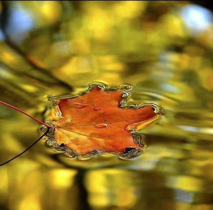Leaf