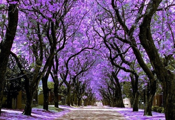 Jacaranda