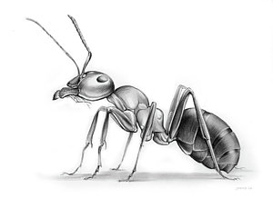 Ant