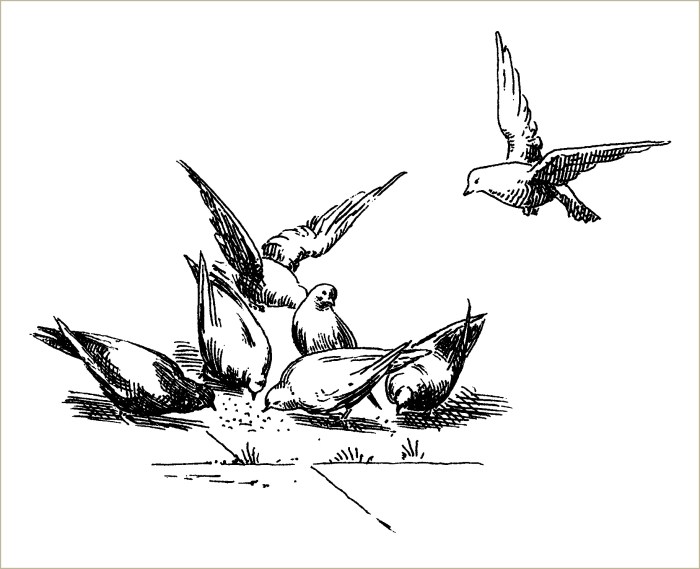 OldDesignShop_Pigeons-Clip-Art-BW.jpg