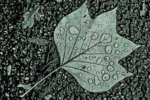 Leaf.jpg