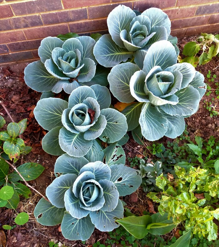 cabbage.jpg