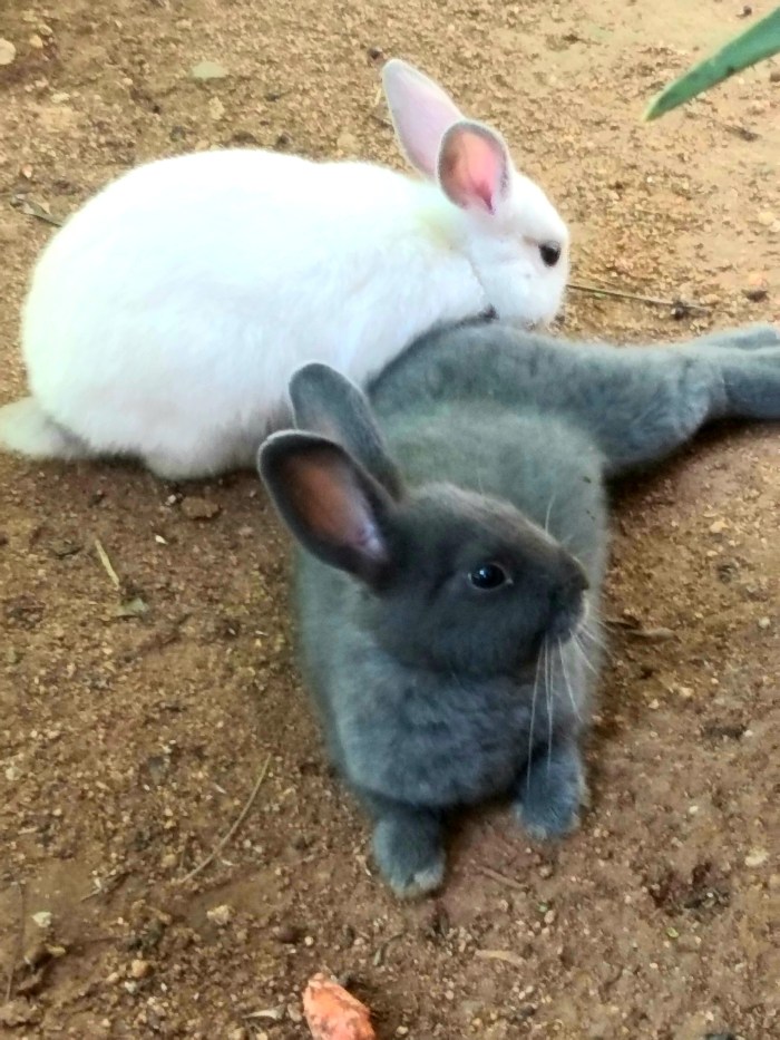 Rabbits