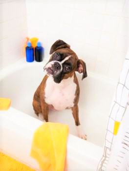 Boxer