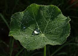 Dew