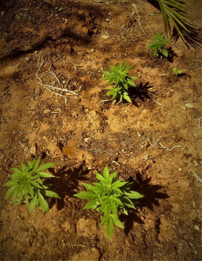 Weed
